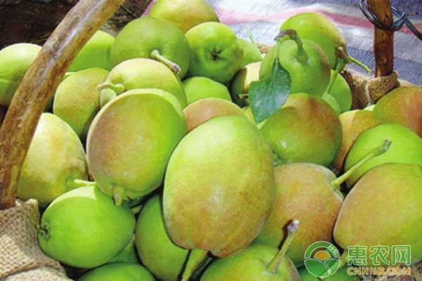 庫爾勒香梨在種植過程及品牌樹立中面臨的問題及解決措施