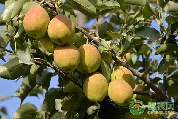庫爾勒香梨在種植過程及品牌樹立中面臨的問題及解決措施