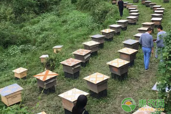 塘坳中蜂養(yǎng)殖為秋季攻勢(shì)助推發(fā)力