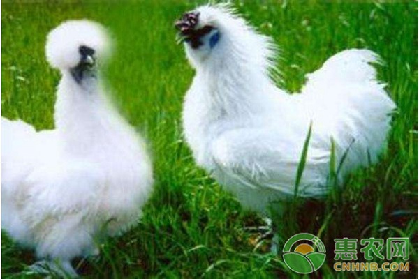 <a href='http://www.iweekee.cn/t/8239.html' class='j-href' target='_blank'><span style='color:#FF8001'>烏雞養(yǎng)殖</span></a>喂什么飼料好？養(yǎng)殖烏雞常用的飼料和添加劑介紹