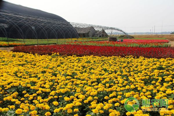 秋季綠植爛根黃葉防治措施