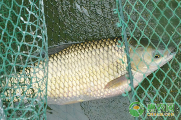 養(yǎng)魚技巧：導(dǎo)致魚病發(fā)生的人為因素有哪些?