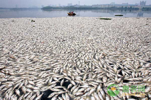 農(nóng)村養(yǎng)魚翻塘原因及解決辦法
