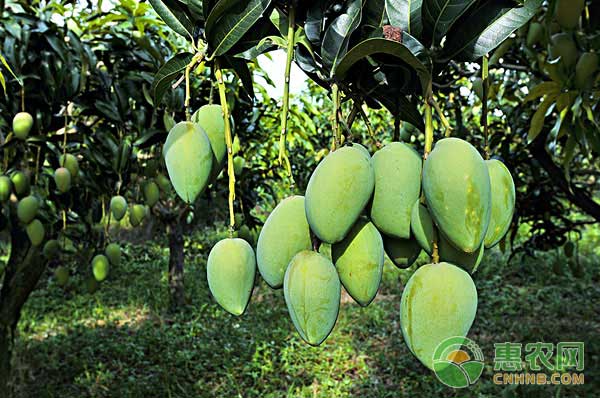 影響芒果授粉的因素有哪些？有哪些應(yīng)對(duì)措施？