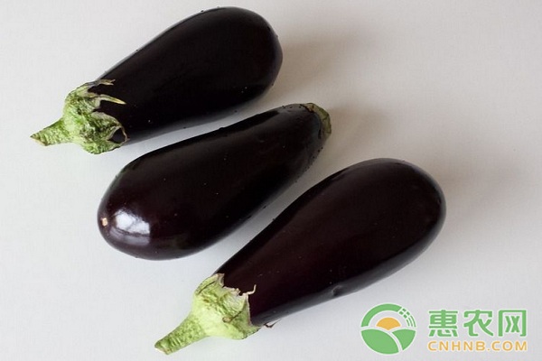 茄子如何嫁接育苗？茄子嫁接育苗關鍵技術介紹