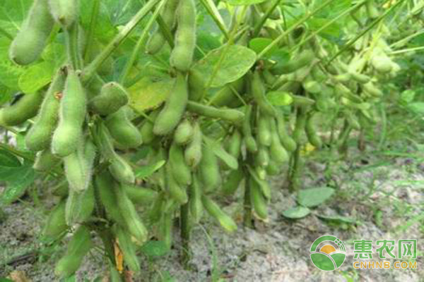 大豆紫斑病等常見(jiàn)病害防治技術(shù)