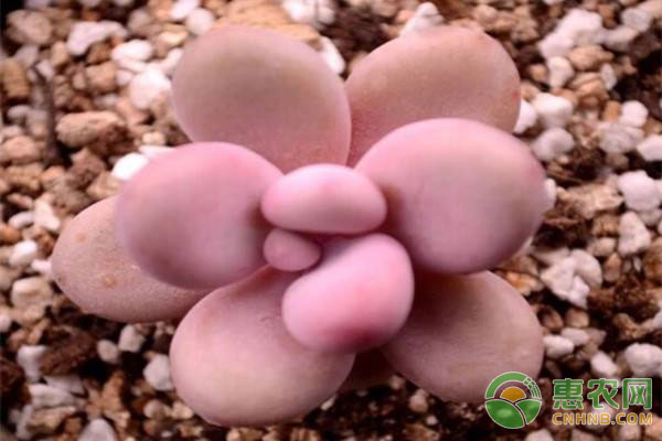 秋季適合養(yǎng)哪種多肉植物?(內(nèi)含多肉養(yǎng)護(hù)方法)