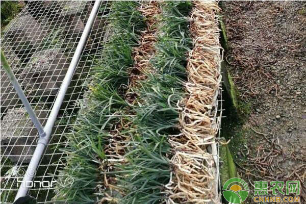 蘭花種植技巧：如何讓蘭花弱苗復(fù)壯?