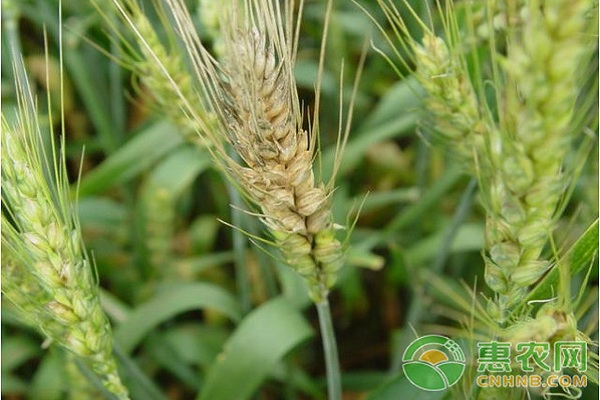 小麥赤霉病怎么防治？小麥赤霉病的發(fā)生及防治措施介紹