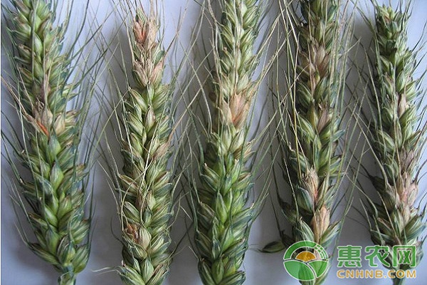 小麥赤霉病怎么防治？小麥赤霉病的發(fā)生及防治措施介紹