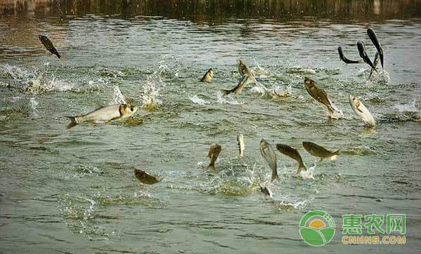 白露季節(jié)病害頻發(fā)，漁民如何加強(qiáng)魚塘管理？