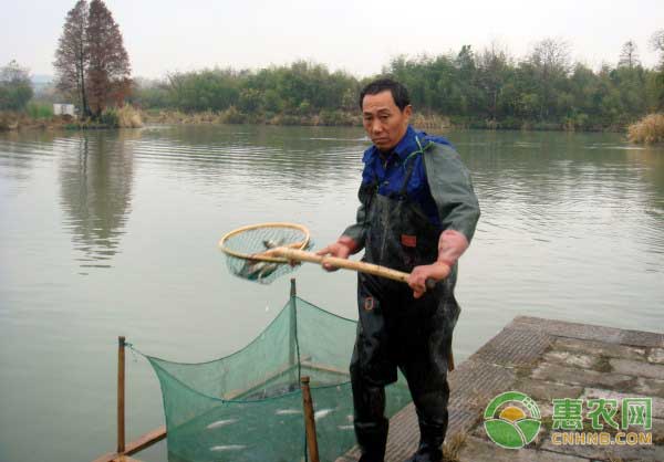 白露季節(jié)病害頻發(fā)，漁民如何加強(qiáng)魚塘管理？