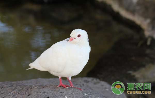 如何鑒別鴿子的性別？鴿子雌雄鑒定方法