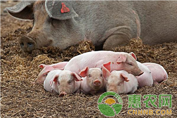 母豬不發(fā)情是什么原因？母豬不發(fā)情怎么治療？