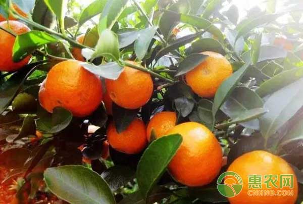 如何培養(yǎng)沙糖橘秋梢？培養(yǎng)砂糖橘秋梢的方法