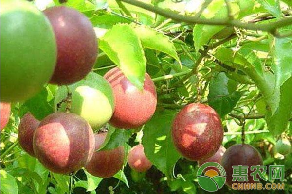 無公害百香果栽培技術(shù)要點(diǎn)介紹