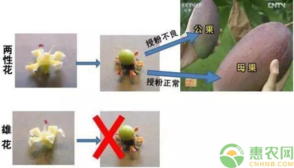 影響芒果公母原因