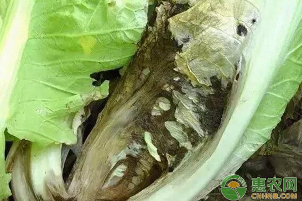 褐腐病 