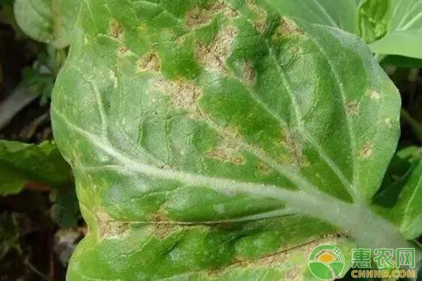 細(xì)菌性角斑病 