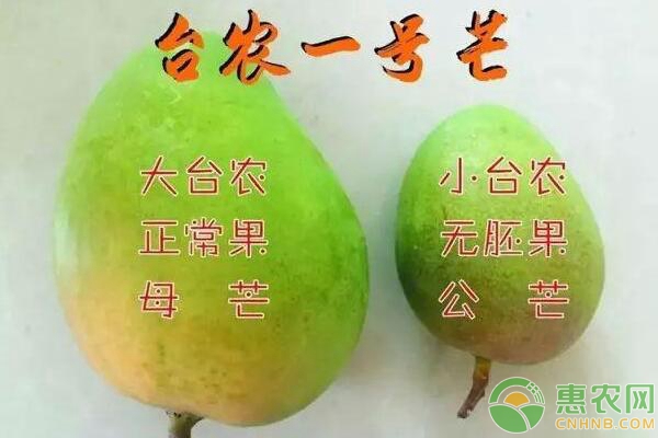 臺農一號芒