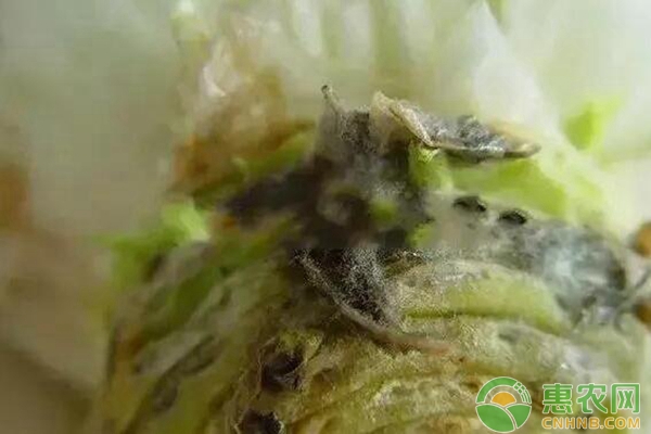灰霉病 