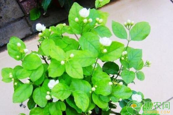 白酒促花 
