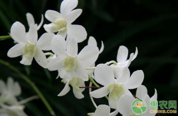 蘭花摘蕾