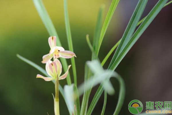 蘭花養(yǎng)殖