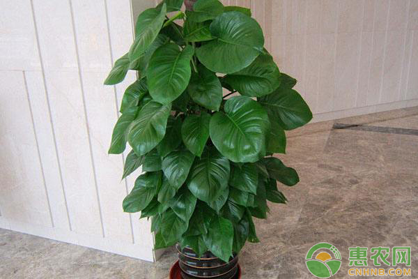 <a href='http://www.iweekee.cn/t/44528.html' class='j-href' target='_blank'><span style='color:#FF8001'>綠蘿養(yǎng)殖</span></a>