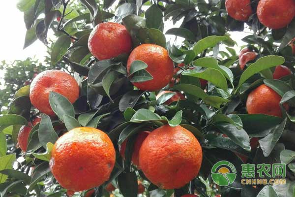 砂糖橘保果措施——抹除夏稍培養(yǎng)秋梢