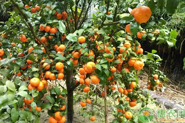 砂糖橘保果措施——抹除夏稍培養(yǎng)秋梢