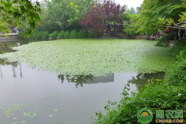養(yǎng)殖技巧，魚塘、蝦池中的青苔如何防治？