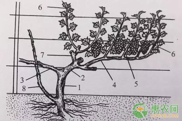 葡萄枝條修剪：1年生枝條修剪方法及注意事項(xiàng)