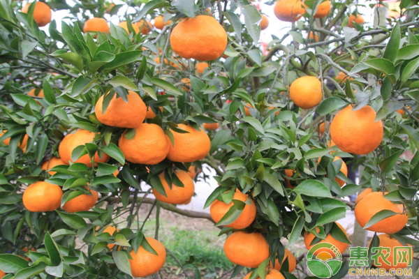 柑橘種植技術(shù)
