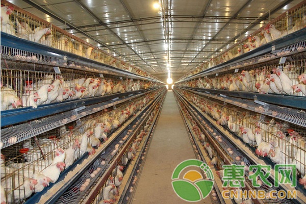冬季如何養(yǎng)好雞？冬季養(yǎng)雞有哪些注意事項？
