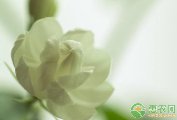深秋季节茉莉养护注意事项