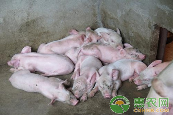 選購和引進(jìn)后備種豬時(shí)應(yīng)該注意哪些問題？