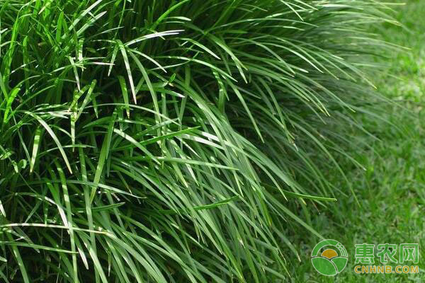 把草和農(nóng)作物秸稈發(fā)酵成飼料的方法