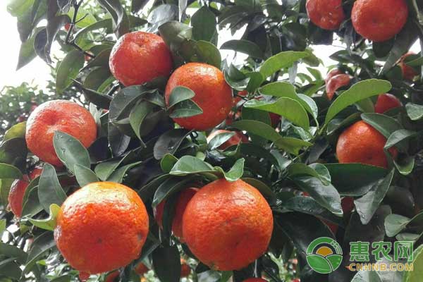 砂糖橘有哪些保果措施？增加樹勢、噴施營養(yǎng)液能保果嗎？