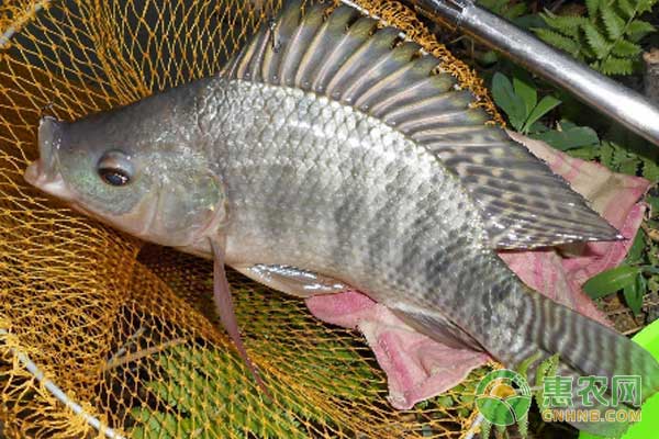 羅非魚(yú)肝膽綜合癥有啥癥狀？如何防治羅非魚(yú)肝膽綜合癥？