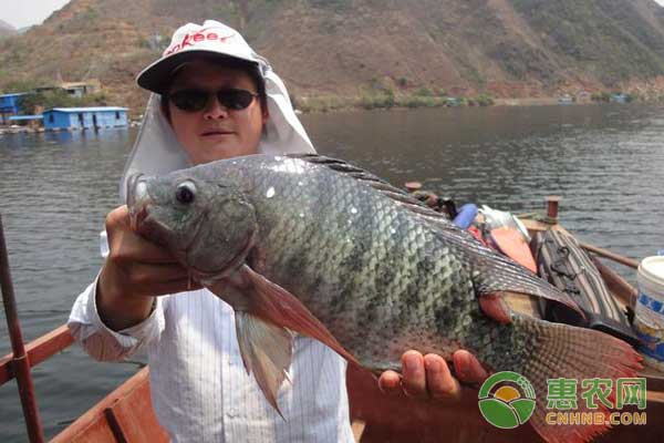 羅非魚(yú)肝膽綜合癥有啥癥狀？如何防治羅非魚(yú)肝膽綜合癥？