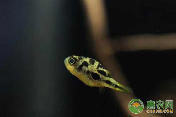 狗頭魚(yú)種類(lèi)簡(jiǎn)介及養(yǎng)殖注意事項(xiàng)