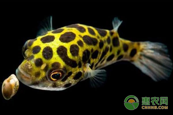 狗頭魚(yú)種類(lèi)簡(jiǎn)介及養(yǎng)殖注意事項(xiàng)