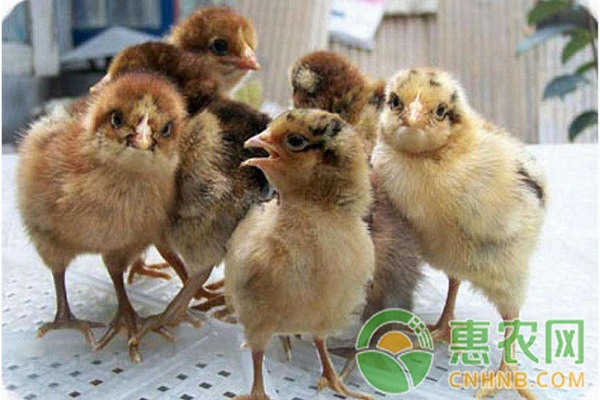 肉雛雞軟腿、癱瘓?jiān)趺崔k？肉雛雞腿病發(fā)生的原因及防治措施