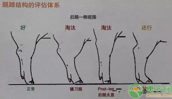 母豬腿蹄挑選