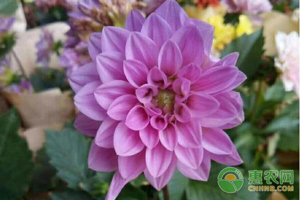 各季節(jié)菊花開花栽培要點(diǎn)及蚜蟲防治方法