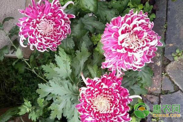 各季節(jié)菊花開花栽培要點(diǎn)及蚜蟲防治方法