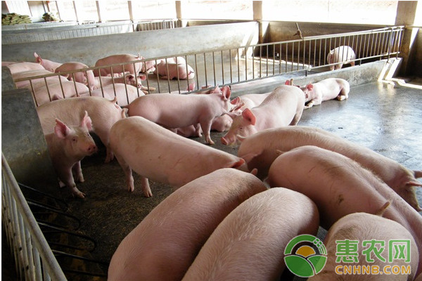 豬飼料中常用的微量添加劑種類和礦物質(zhì)有哪些？