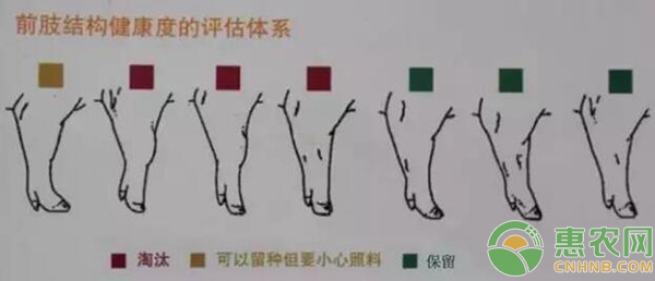 母豬體型分析