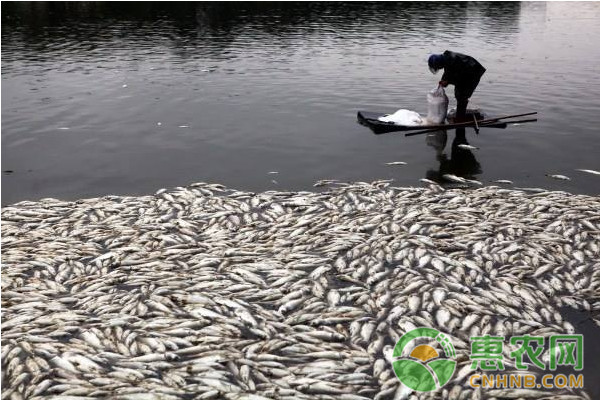 養(yǎng)魚技巧:大蒜怎么防治魚病?